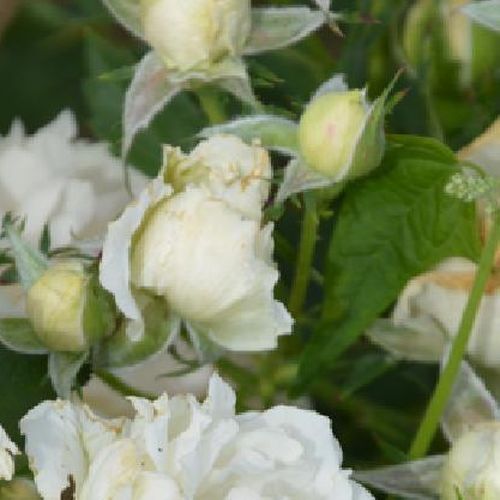 Rosa  Creme Chantilly® - bílá - Stromkové růže, květy kvetou ve skupinkách - stromková růže s keřovitým tvarem koruny